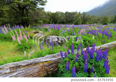 新西蘭_羽扇豆10 新西蘭_羽扇豆10 85763956