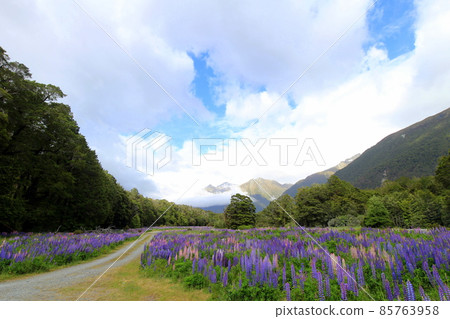 New Zealand_Lupinus 08 85763958