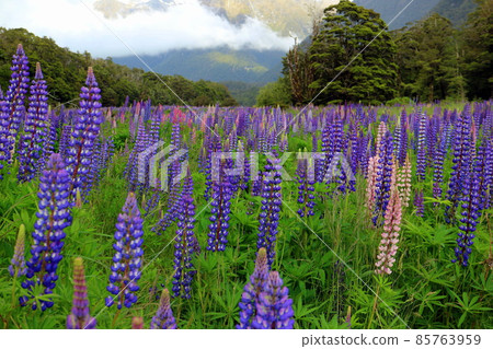 New Zealand_Lupinus 07 85763959