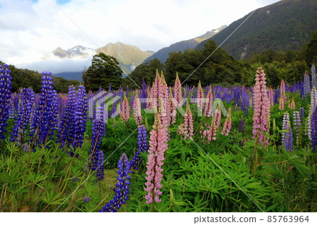 New Zealand_Lupinus 03 85763964
