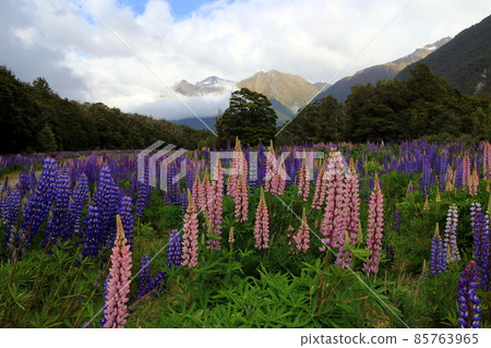New Zealand_Lupinus 02 New Zealand_Lupinus 02 85763965