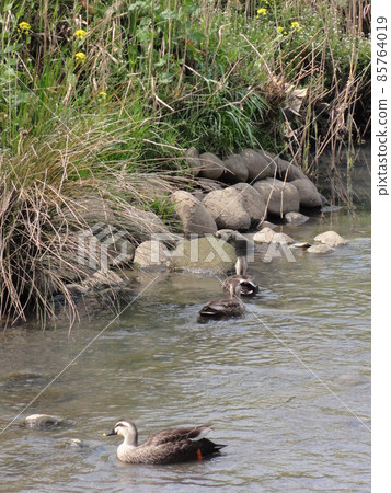 Kamogawa spot-billed duck 85764019