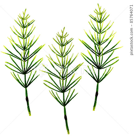 Horsetail picture spring hand-painted watercolor illustration material Horsetail picture spring hand-painted watercolor illustration material 85764071