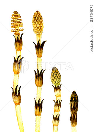 Tsukushi (horsetail) set Spring hand-painted watercolor illustration material 85764072