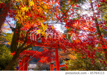 和歌山縣伊東郡葛城町，秋色盛開的牛津姬神社 85764113