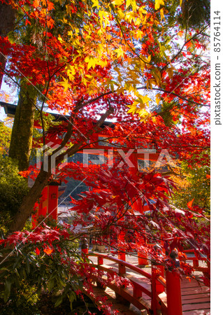 和歌山縣伊東郡葛城町,秋色盛開的牛津姬神社 和歌山縣伊東郡葛城町,秋色盛開的牛津姬神社 85764114
