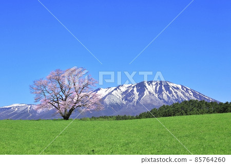 小岩井農場的櫻花和岩手山 85764260