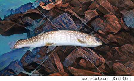 Amemas mountain stream fish 85764353