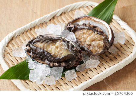 Domestic Ezo Abalone 85764360