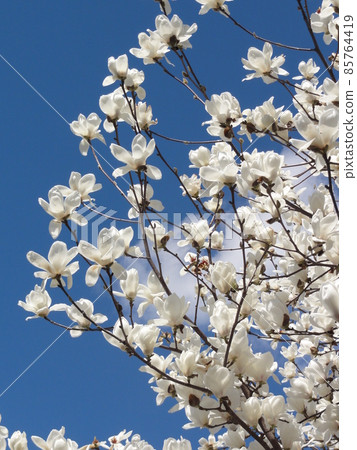 Magnolia Magnolia 85764419