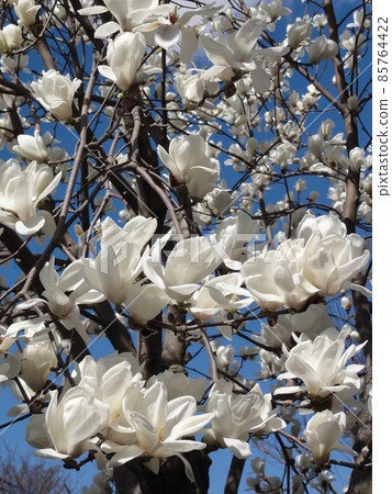 玉蘭 玉蘭 85764422