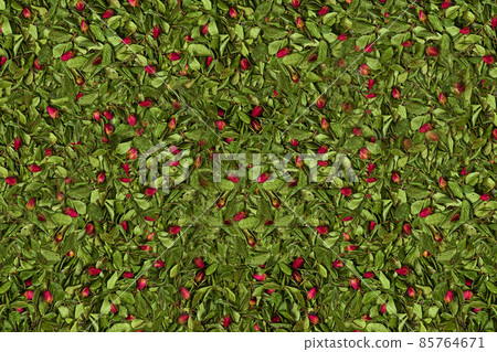 Wallpaper or background of red dried rose buds among green leaves and twigs. Nature and plants. Top view 85764671