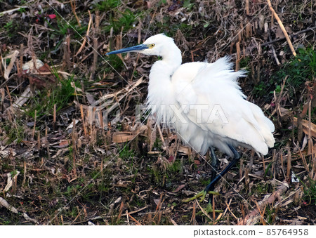 被風吹亂了翅膀的小座木 85764958