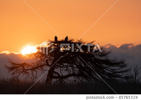 本別會一本松、白尾鷹和日出 85765319