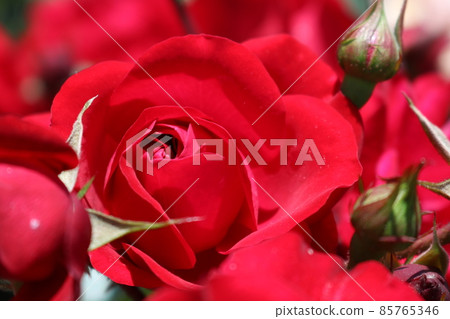 紅玫瑰 (Rosa Kinensis Rosa Kinensis) 紅玫瑰 (Rosa Kinensis Rosa Kinensis) 85765346