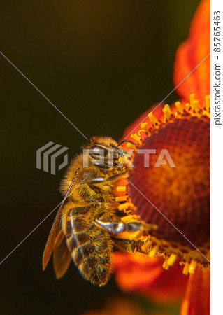 Honey bee covered with yellow pollen drink nectar, pollinating flower. Inspirational natural floral spring or summer blooming garden background. Life of insects. Extreme macro close up selective focus 85765463