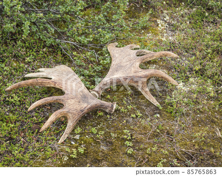 Moose antlers lying on the ground with moss and arctic shrubs at Swedish Lapland Moose antlers lying on the ground with moss and arctic shrubs at Swedish Lapland 85765863