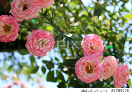迷你玫瑰(mini rose) 迷你玫瑰 85765998