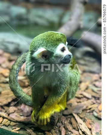 SQUIRREL MONKEY IN JUNGLE ZOO, vertical photo SQUIRREL MONKEY IN JUNGLE ZOO, vertical photo 85766079