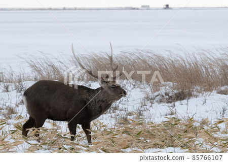 野付半島、蝦夷鹿越冬 野付半島、蝦夷鹿越冬 85766107