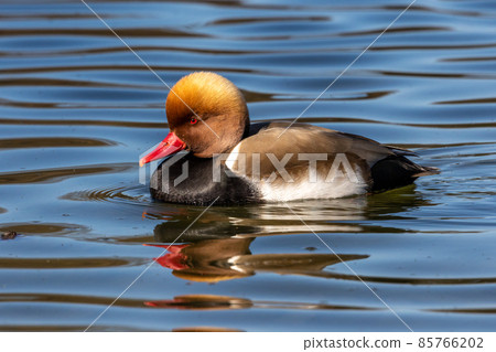 Red-crested Pochard, Netta rufina swimming in a lake at Munich, Germany 85766202