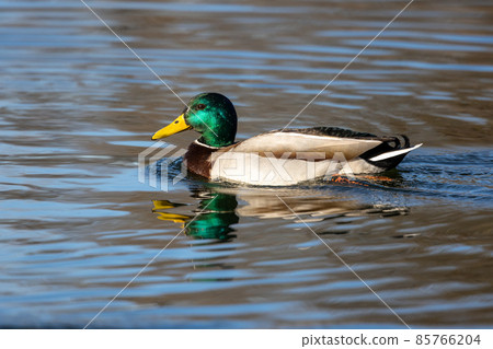 Wild duck or mallard, Anas platyrhynchos swimming in a lake in Munich, Germany 85766204