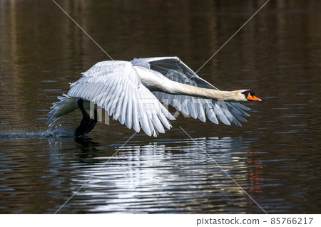 Mute swan, Cygnus olor flying over a lake in the English Garden in Munich, Germany Mute swan, Cygnus olor flying over a lake in the English Garden in Munich, Germany 85766217