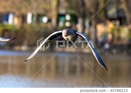 The flying greylag goose, Anser anser is a species of large goose The flying greylag goose, Anser anser is a species of large goose 85766223