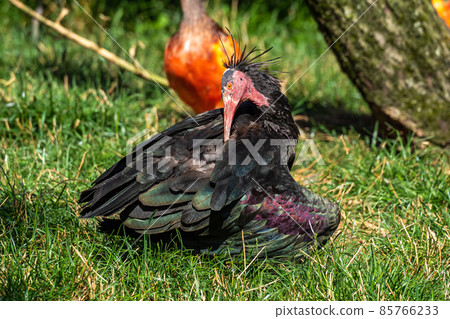 Northern Bald ibis, Geronticus eremita in the zoo 85766233