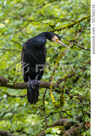 The great cormorant, Phalacrocorax carbo sitting on a branch 85766238