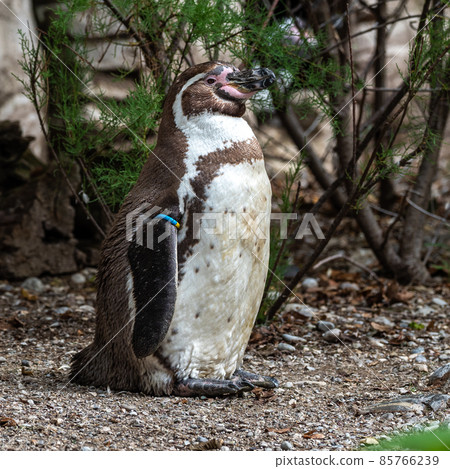 Humboldt Penguin, Spheniscus humboldti in a park 85766239