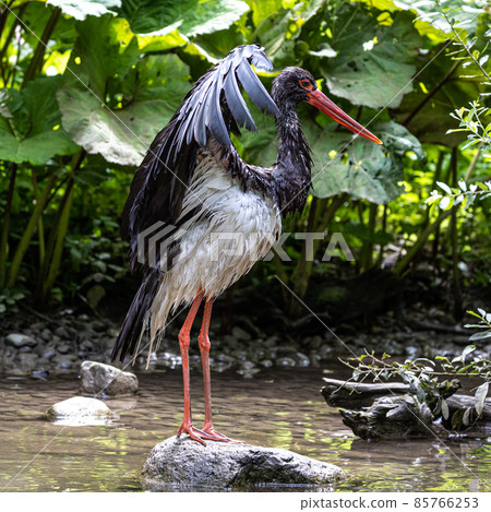 Black stork, Ciconia nigra in a german nature park Black stork, Ciconia nigra in a german nature park 85766253