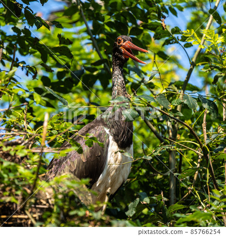 Black stork, Ciconia nigra in a german nature park Black stork, Ciconia nigra in a german nature park 85766254