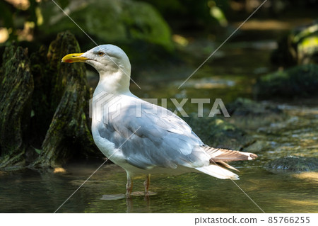 The European Herring Gull, Larus argentatus is a large gull The European Herring Gull, Larus argentatus is a large gull 85766255