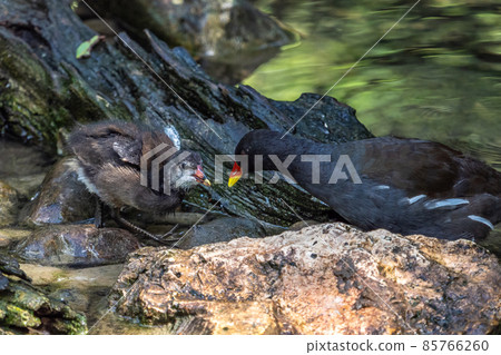 Common moorhen Gallinula chloropus also known as the waterhen or swamp chicken 85766260