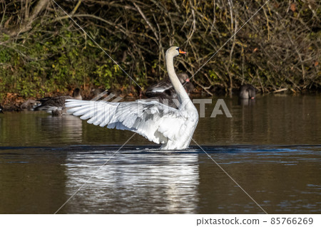 Mute swan, Cygnus olor swimming on a lake 85766269