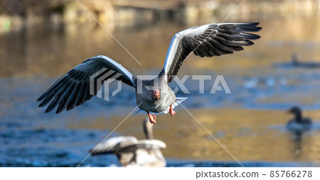 The flying greylag goose, Anser anser is a species of large goose 85766278