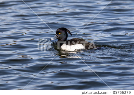 Mute swan, Cygnus olor swimming on a lake in Munich, Germany Mute swan, Cygnus olor swimming on a lake in Munich, Germany 85766279