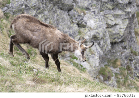 Tatra Chamois (Rupicapra rupicapra tatrica) in the natural environment. Tatra Chamois (Rupicapra rupicapra tatrica) in the natural environment. 85766312