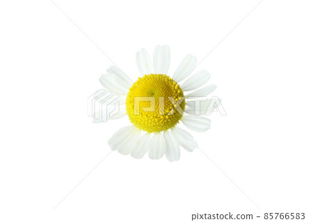 Beautiful chamomile flower isolated on white background 85766583