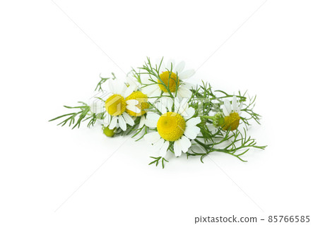 Beautiful chamomile flowers isolated on white background Beautiful chamomile flowers isolated on white background 85766585