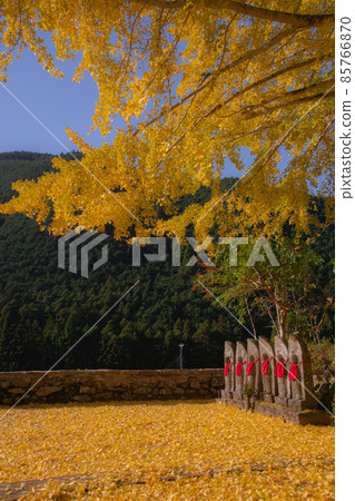 和歌山縣東室郡古座川町廣仙寺大銀杏六地藏 和歌山縣東室郡古座川町廣仙寺大銀杏六地藏 85766870