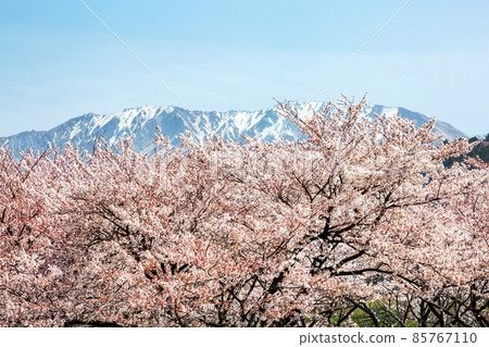 Sakura at the foot of Mt. Daisen Sakura at the foot of Mt. Daisen 85767110
