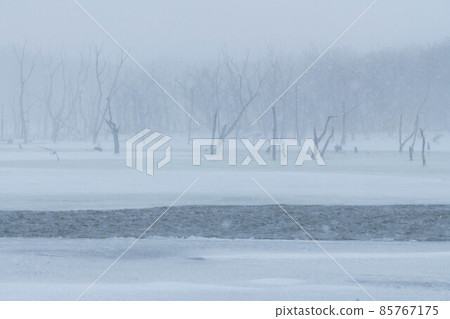 暴風雪中的野付半島奈良原 85767175