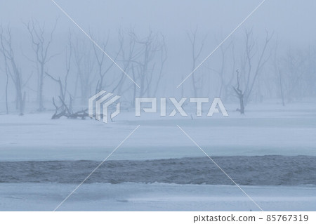 Notsuke Peninsula Narawara in a snowstorm 85767319