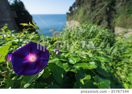 Enoshima mountain morning glory blooming in two mountains Enoshima mountain morning glory blooming in two mountains 85767394
