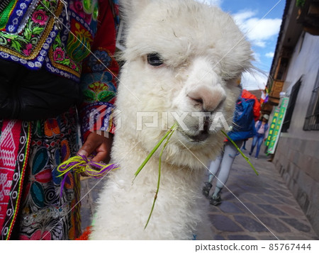 [秘魯] 吃草的白羊駝小孩臉部特寫（庫斯科） 85767444