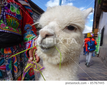 [秘魯] 吃草的白羊駝小孩臉部特寫（庫斯科） 85767445