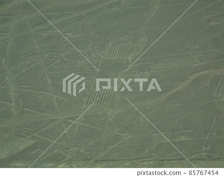 [Peru] Nasca's ground painting: Pelican 85767454