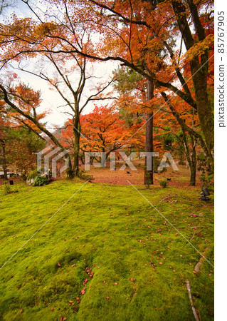 Hogon-in, a famous spot for autumn leaves in Arashiyama, Kyoto Hogon-in, a famous spot for autumn leaves in Arashiyama, Kyoto 85767905